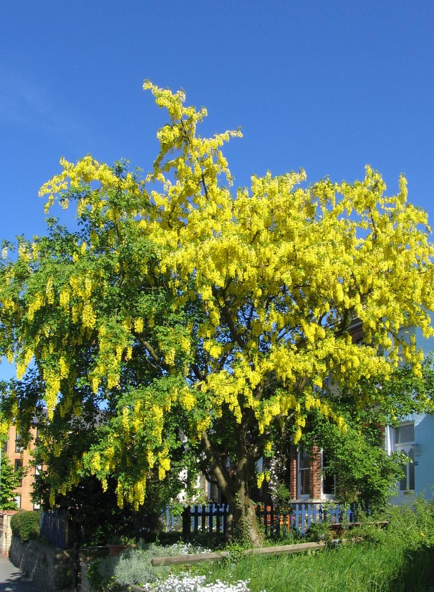 Kwitnący złotokap zwyczajny (Laburnum anagyroides) — długie grona żółtych kwiatów